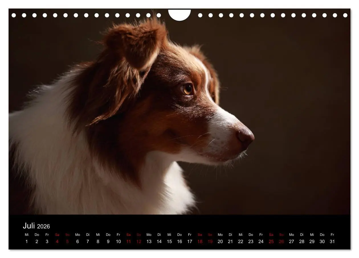 Bild: 9783457897997 | Charmante Australian Shepherds (Wandkalender 2026 DIN A4 quer),...