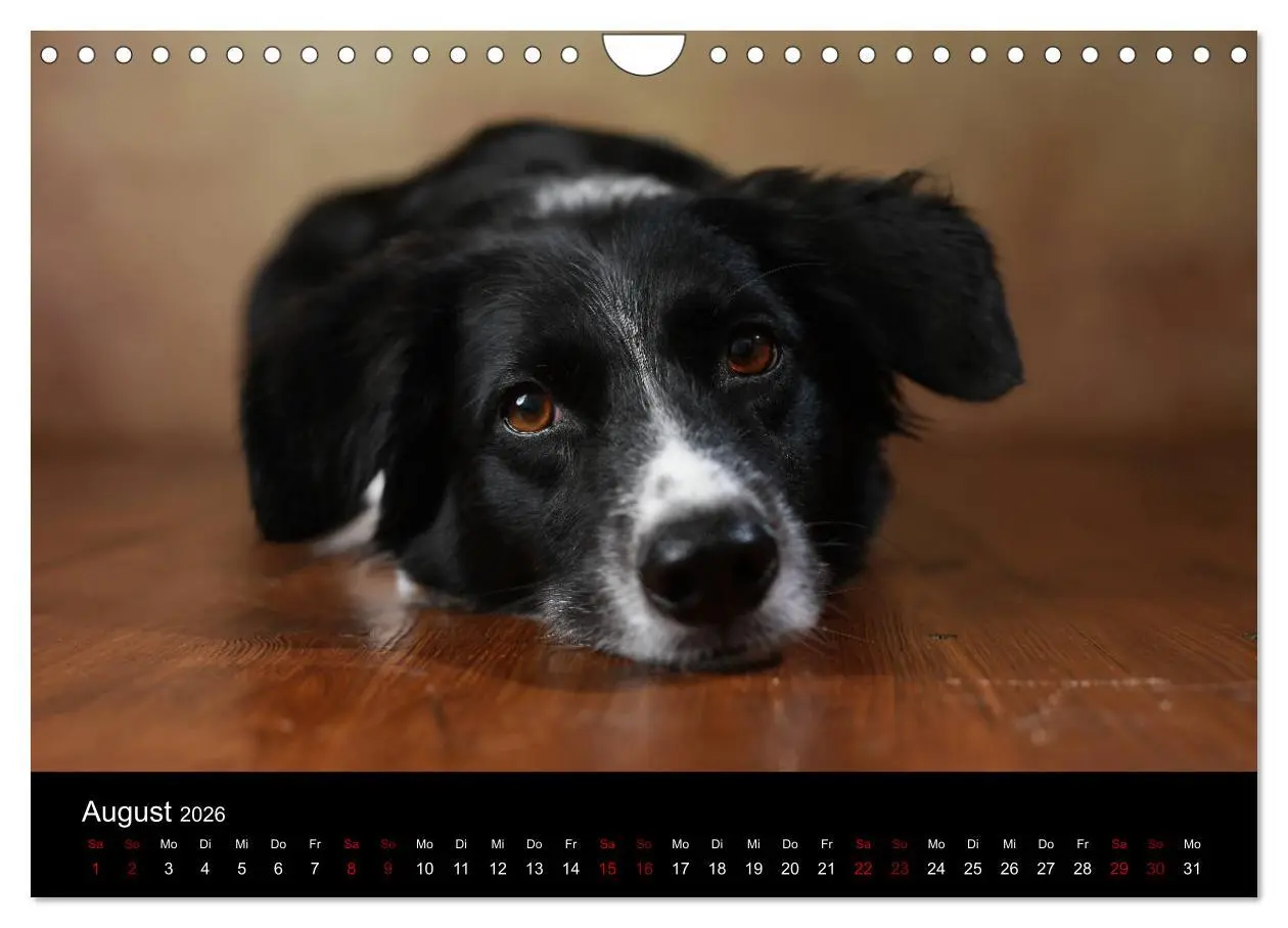 Bild: 9783457897997 | Charmante Australian Shepherds (Wandkalender 2026 DIN A4 quer),...