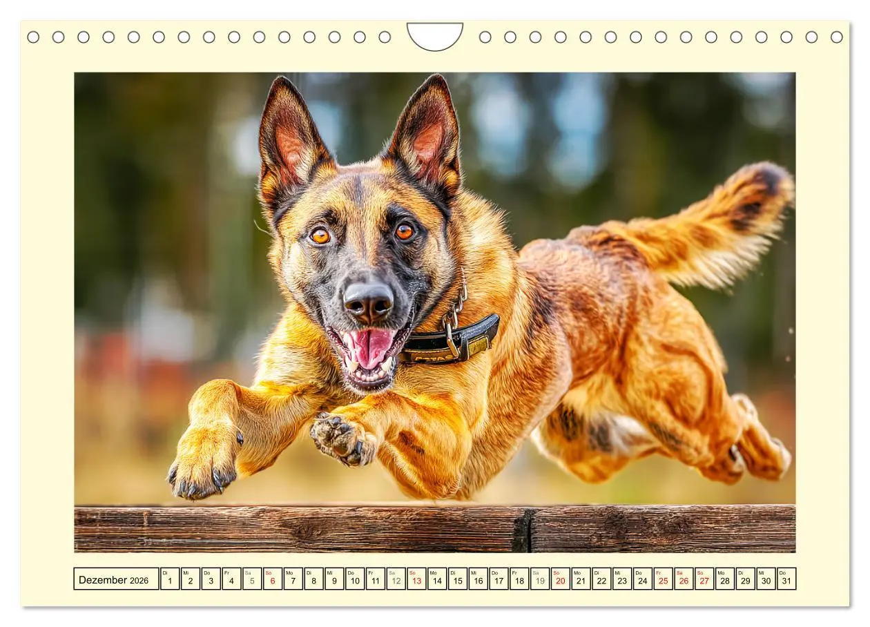 Bild: 9783516507997 | Malinois im Einsatz. Heldenhafte Hunde mit Ausdauer und Mut...
