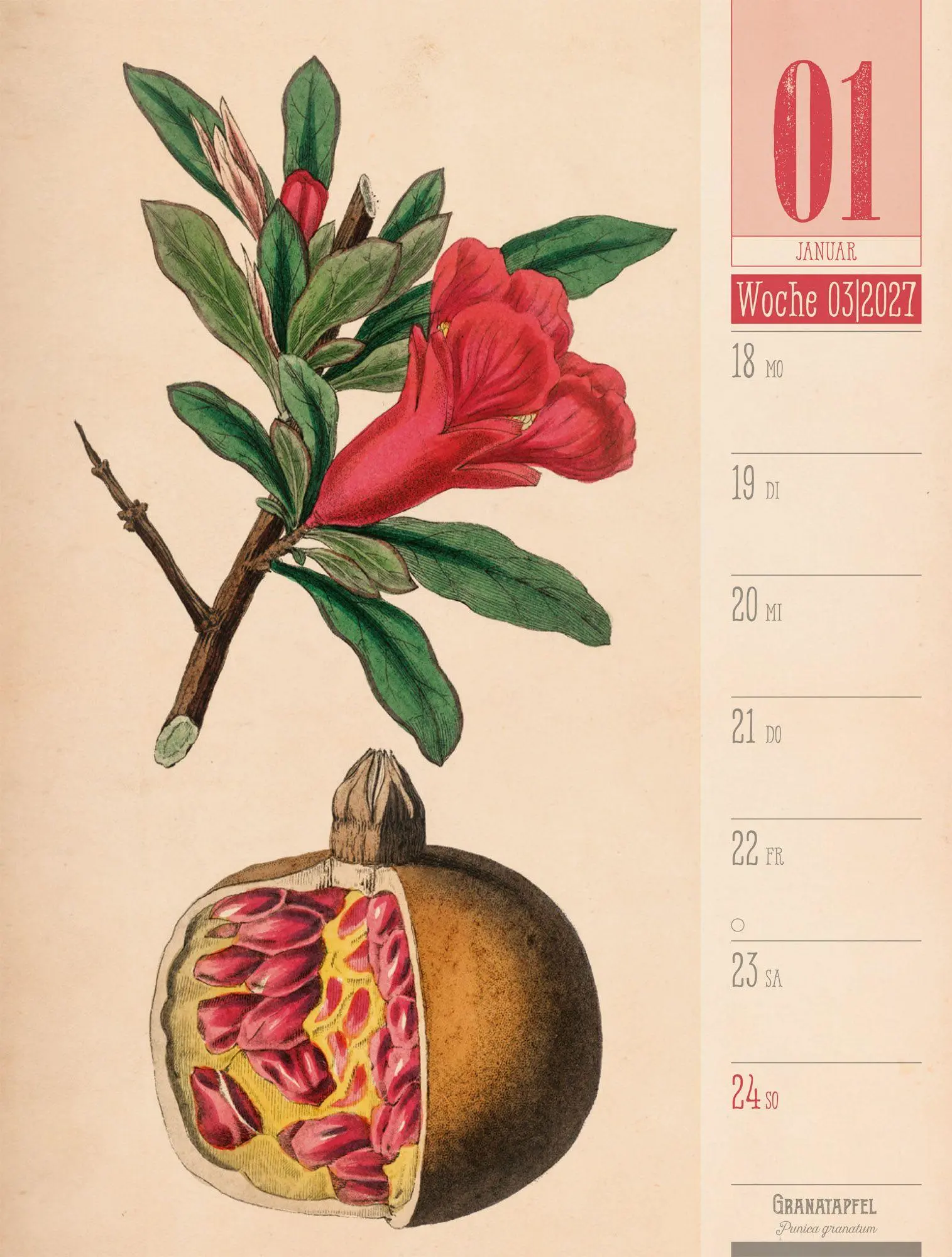 Bild: 9783838427997 | Culinarium Wochenplaner Kalender 2027 Küche, Kräuter, Kurioses | GmbH