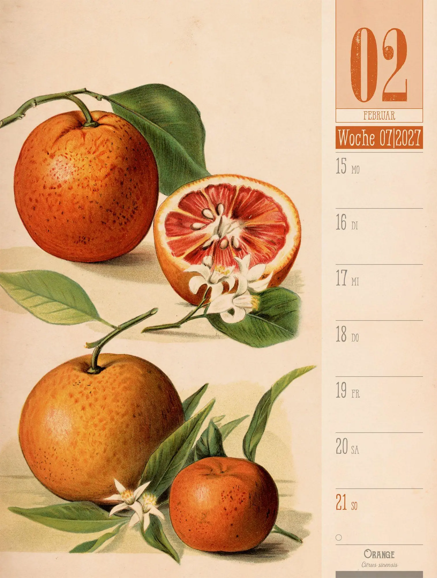 Bild: 9783838427997 | Culinarium Wochenplaner Kalender 2027 Küche, Kräuter, Kurioses | GmbH