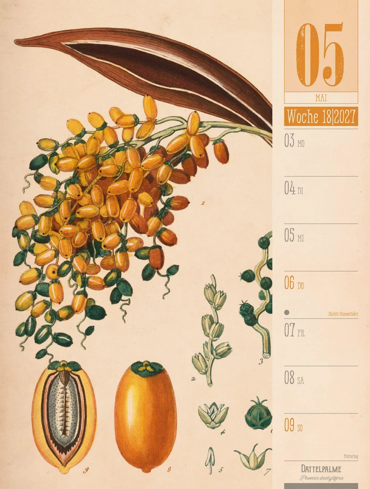 Bild: 9783838427997 | Culinarium Wochenplaner Kalender 2027 Küche, Kräuter, Kurioses | GmbH