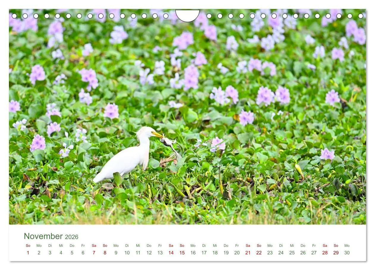 Bild: 9783516698497 | Tierwelten UGANDA (Wandkalender 2026 DIN A4 quer), CALVENDO...