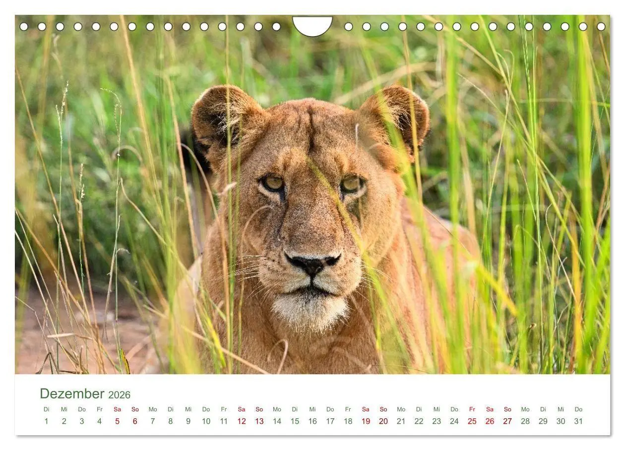 Bild: 9783516698497 | Tierwelten UGANDA (Wandkalender 2026 DIN A4 quer), CALVENDO...