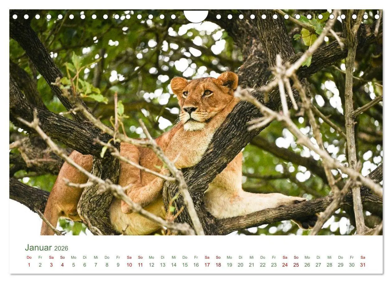 Bild: 9783516698497 | Tierwelten UGANDA (Wandkalender 2026 DIN A4 quer), CALVENDO...