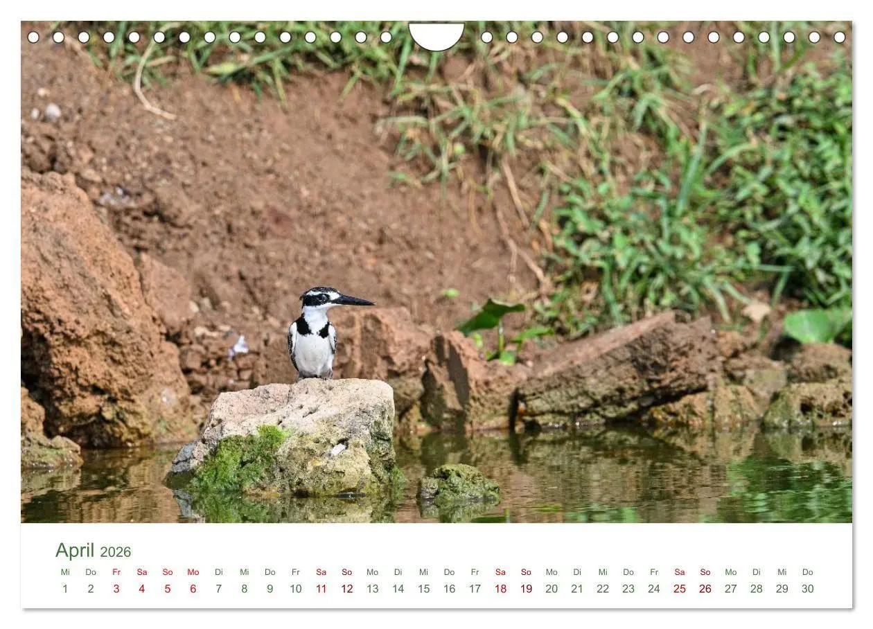 Bild: 9783516698497 | Tierwelten UGANDA (Wandkalender 2026 DIN A4 quer), CALVENDO...