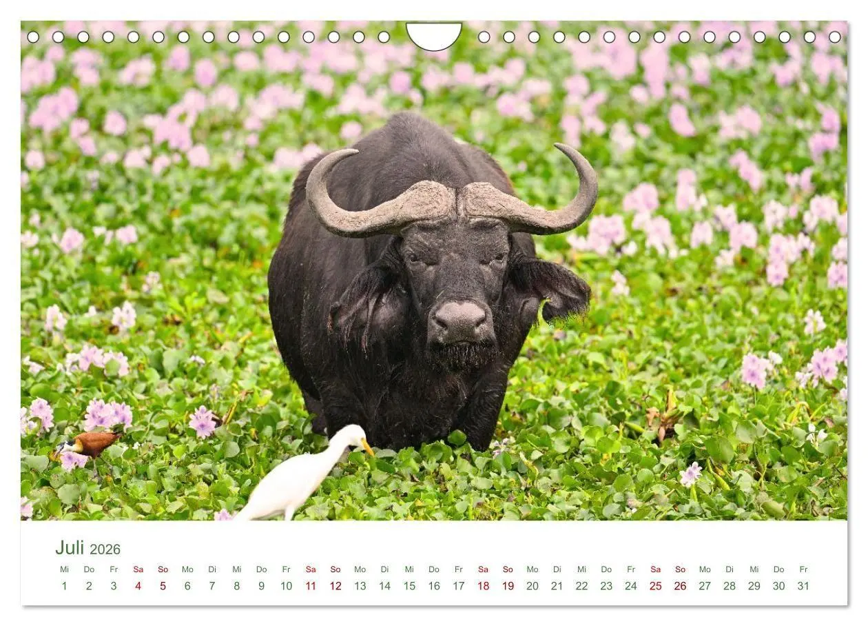 Bild: 9783516698497 | Tierwelten UGANDA (Wandkalender 2026 DIN A4 quer), CALVENDO...