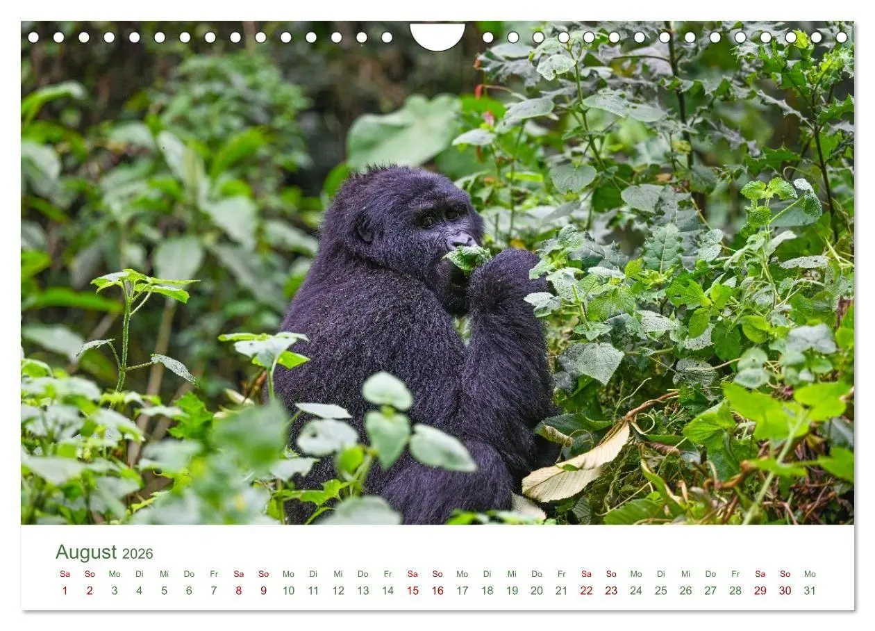 Bild: 9783516698497 | Tierwelten UGANDA (Wandkalender 2026 DIN A4 quer), CALVENDO...