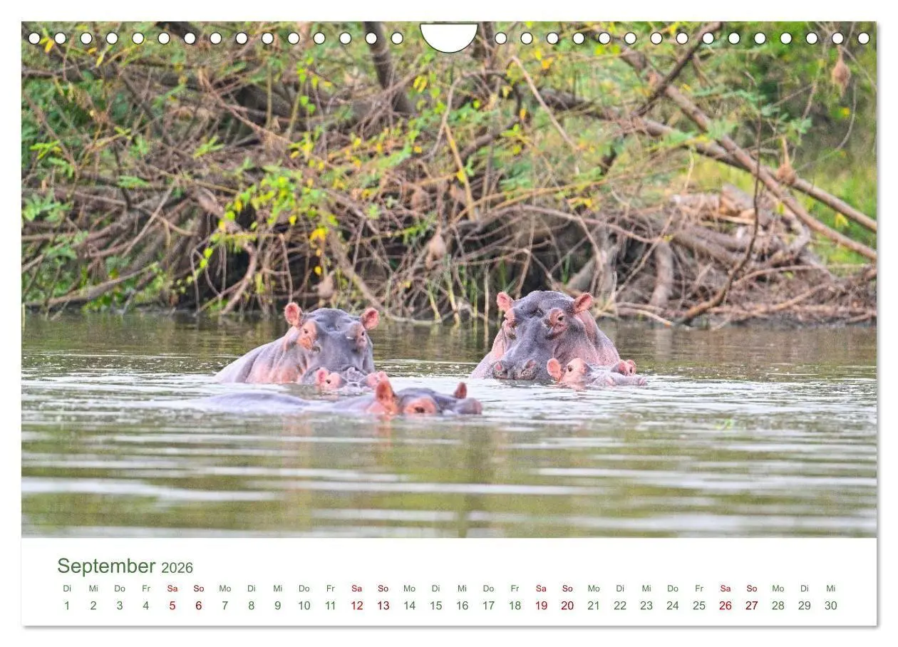 Bild: 9783516698497 | Tierwelten UGANDA (Wandkalender 2026 DIN A4 quer), CALVENDO...