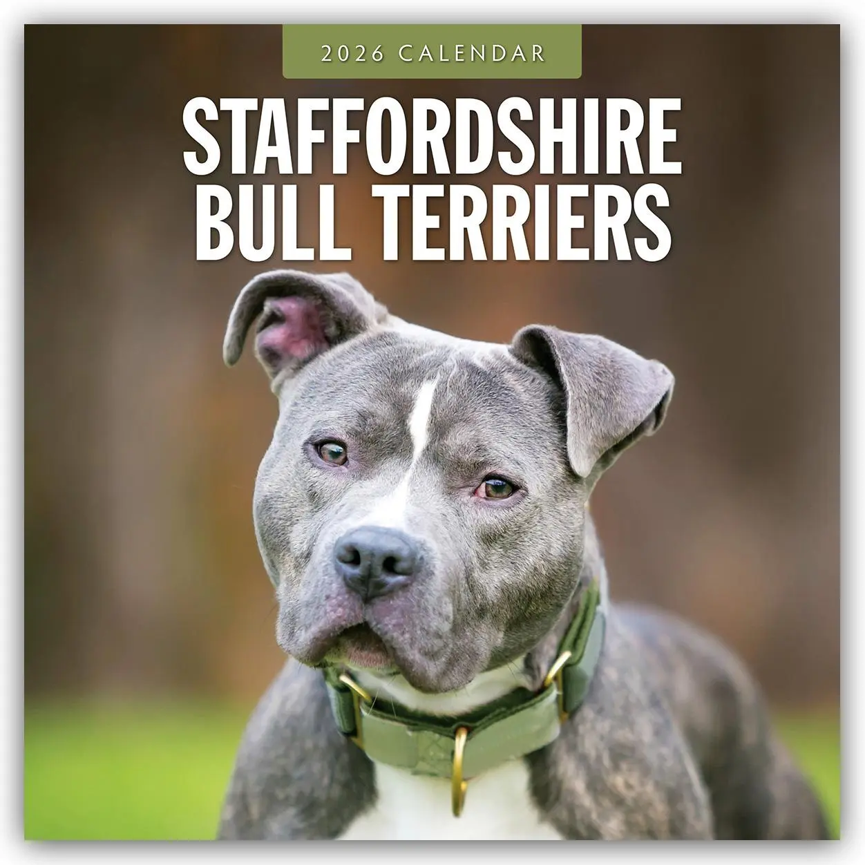Cover: 9781804428597 | Staffordshire Bull Terriers 2026 Square Wall Calendar | Red Robin