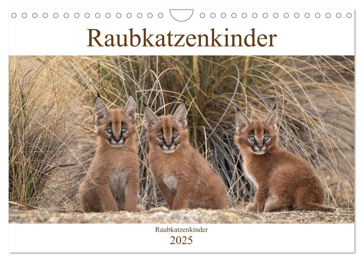 Cover: 9783435328697 | Raubkatzenkinder (Wandkalender 2025 DIN A4 quer), CALVENDO...