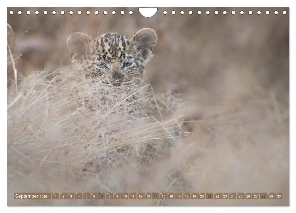 Bild: 9783435328697 | Raubkatzenkinder (Wandkalender 2025 DIN A4 quer), CALVENDO...