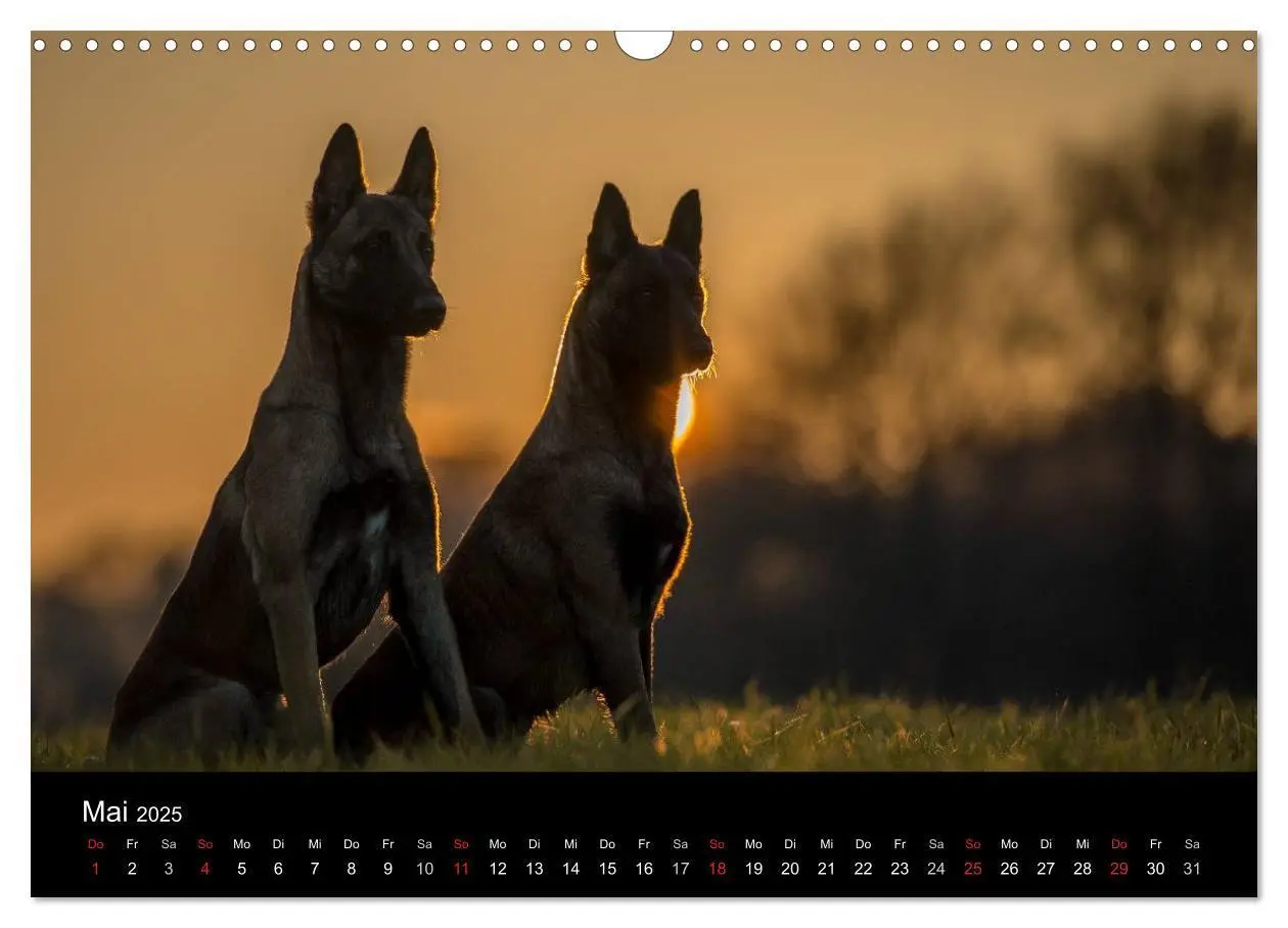 Bild: 9783435638697 | Belgische Schäferhunde - Der Malinois im Licht (Wandkalender 2025...