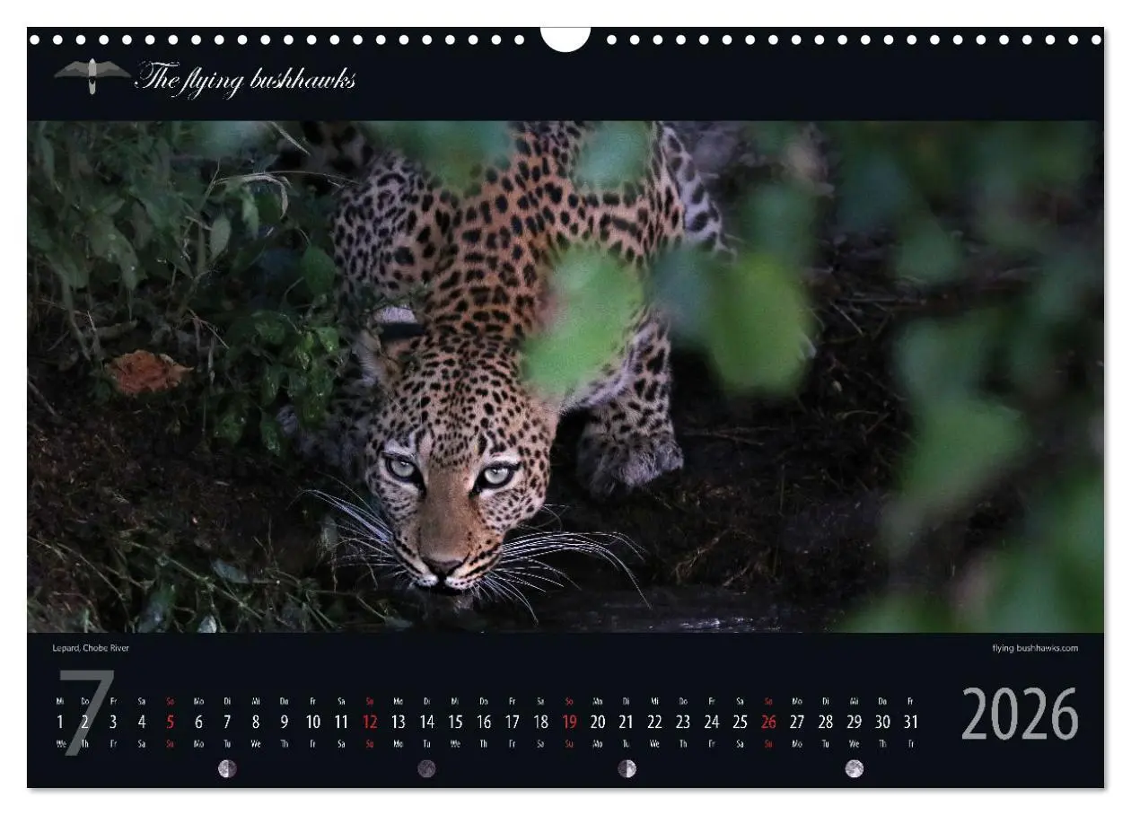 Bild: 9783457278697 | Botswana Blickwinkel 2026 (Wandkalender 2026 DIN A3 quer), CALVENDO...