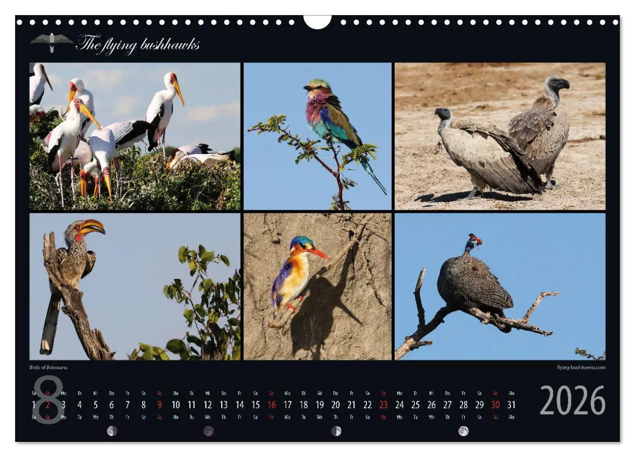 Bild: 9783457278697 | Botswana Blickwinkel 2026 (Wandkalender 2026 DIN A3 quer), CALVENDO...