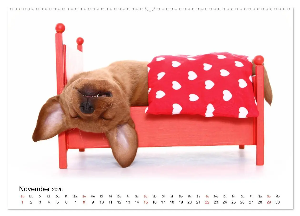 Bild: 9783457728697 | Funny Dogs (hochwertiger Premium Wandkalender 2026 DIN A2 quer),...