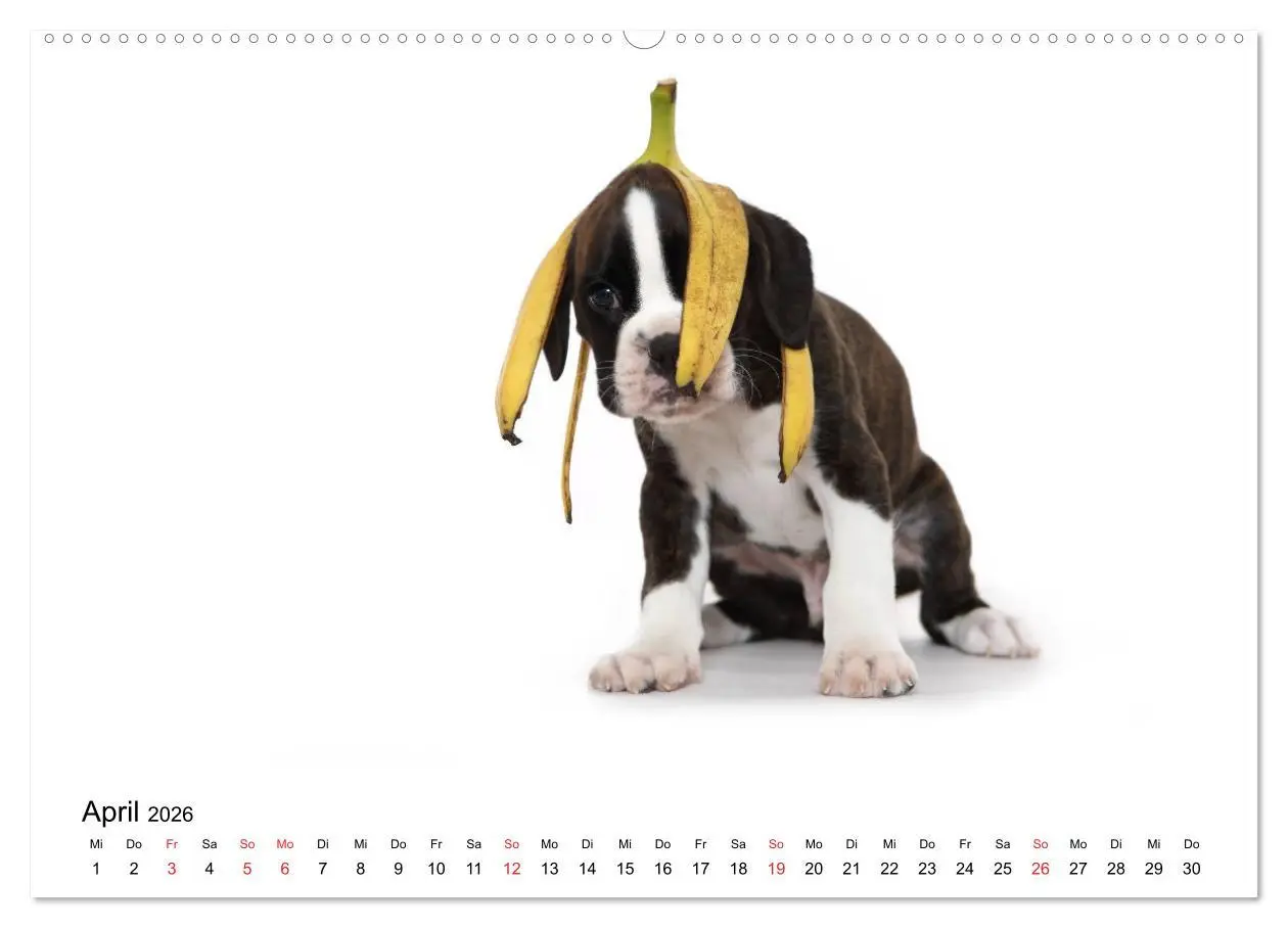 Bild: 9783457728697 | Funny Dogs (hochwertiger Premium Wandkalender 2026 DIN A2 quer),...