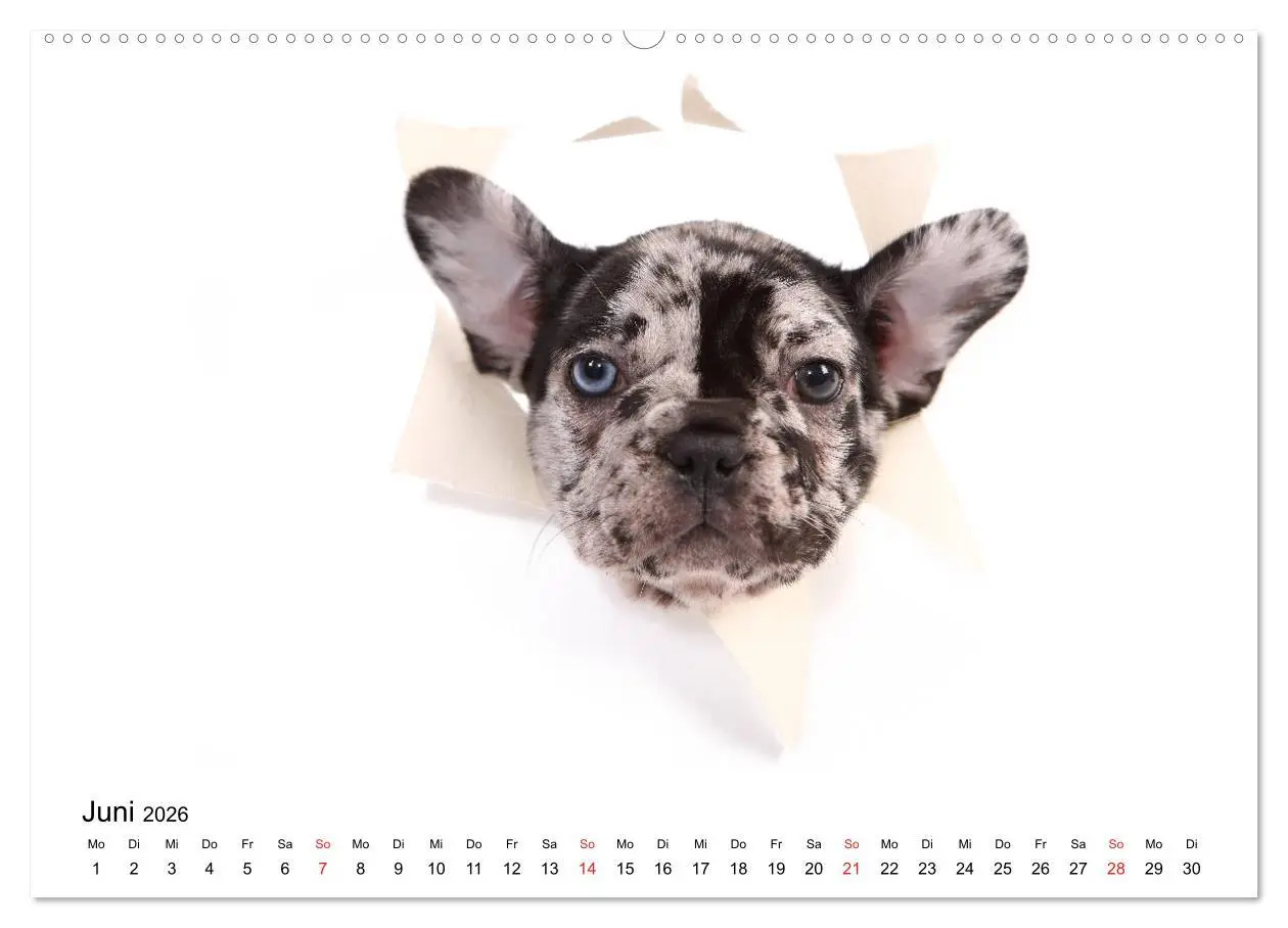 Bild: 9783457728697 | Funny Dogs (hochwertiger Premium Wandkalender 2026 DIN A2 quer),...