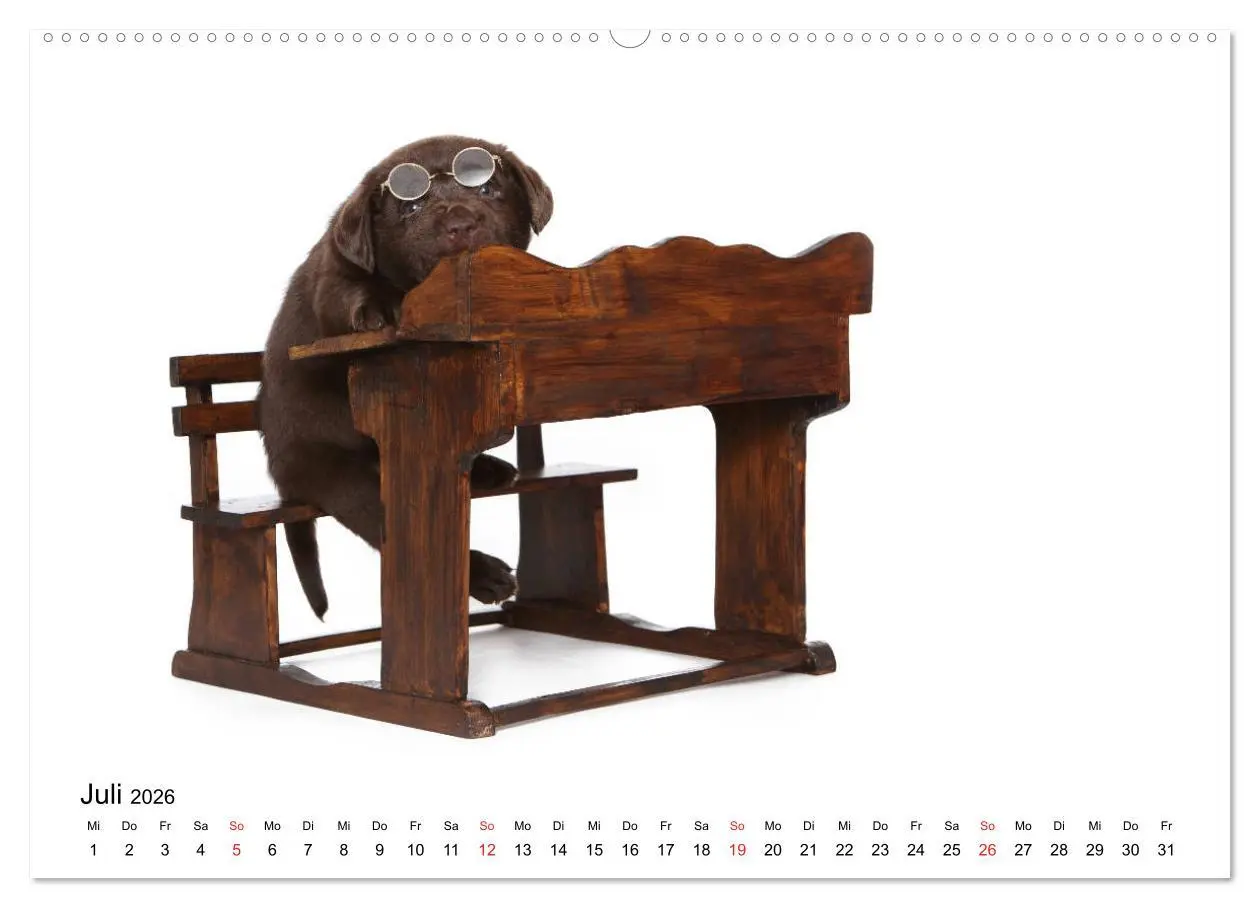 Bild: 9783457728697 | Funny Dogs (hochwertiger Premium Wandkalender 2026 DIN A2 quer),...