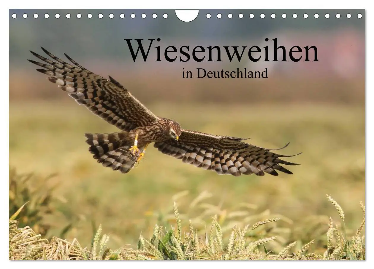 Cover: 9783516128697 | Wiesenweihen in Deutschland (Wandkalender 2026 DIN A4 quer),...