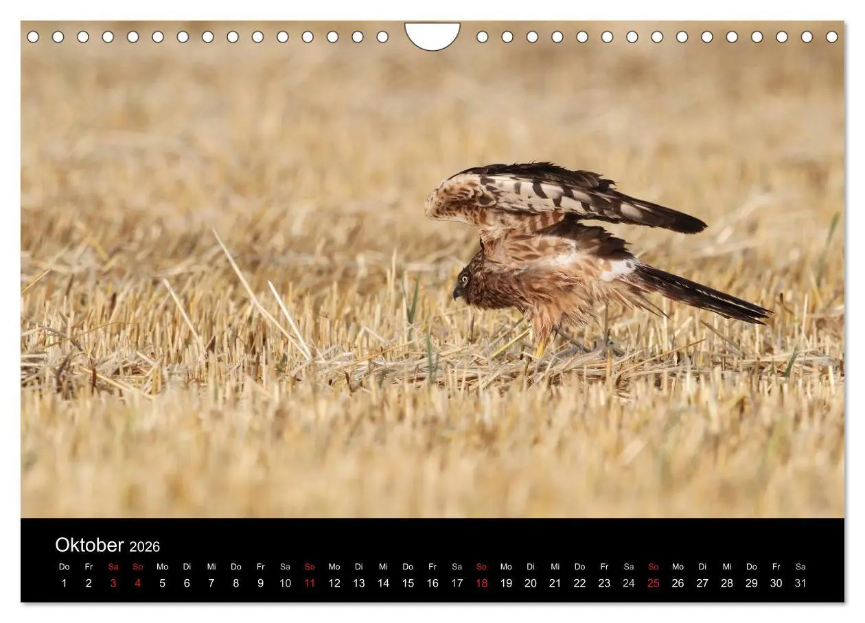 Bild: 9783516128697 | Wiesenweihen in Deutschland (Wandkalender 2026 DIN A4 quer),...