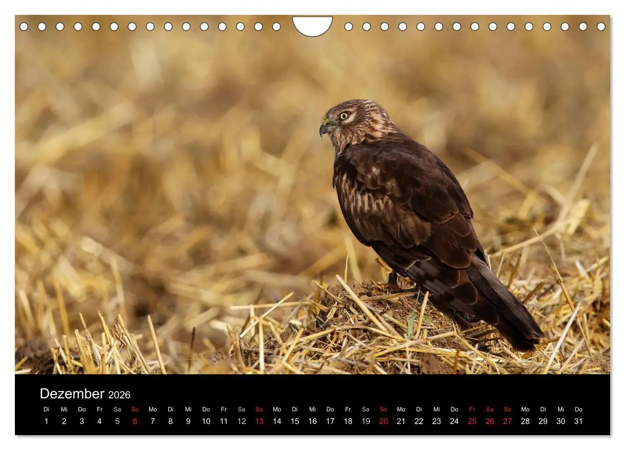 Bild: 9783516128697 | Wiesenweihen in Deutschland (Wandkalender 2026 DIN A4 quer),...