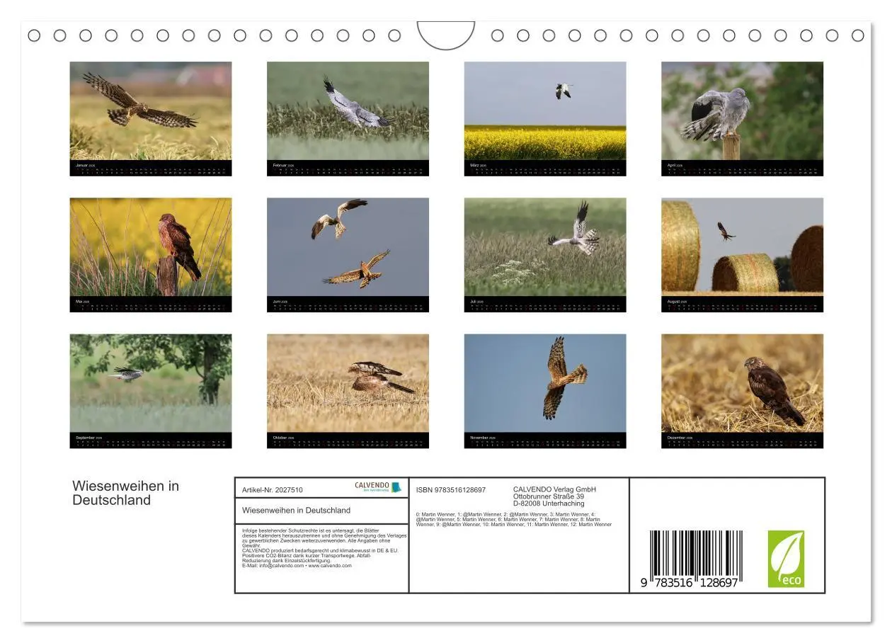 Bild: 9783516128697 | Wiesenweihen in Deutschland (Wandkalender 2026 DIN A4 quer),...