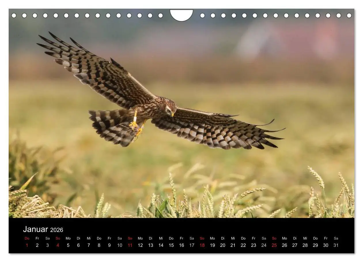 Bild: 9783516128697 | Wiesenweihen in Deutschland (Wandkalender 2026 DIN A4 quer),...