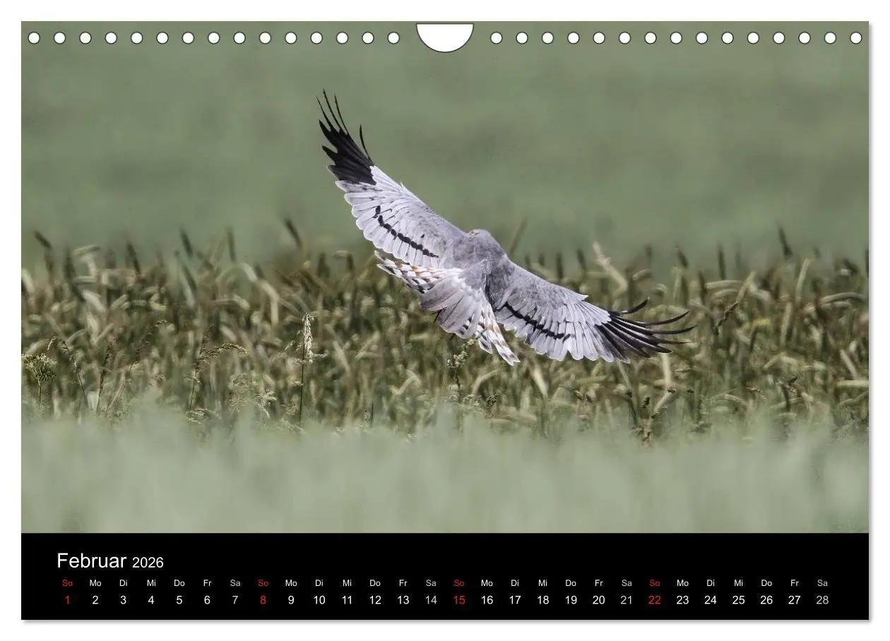 Bild: 9783516128697 | Wiesenweihen in Deutschland (Wandkalender 2026 DIN A4 quer),...