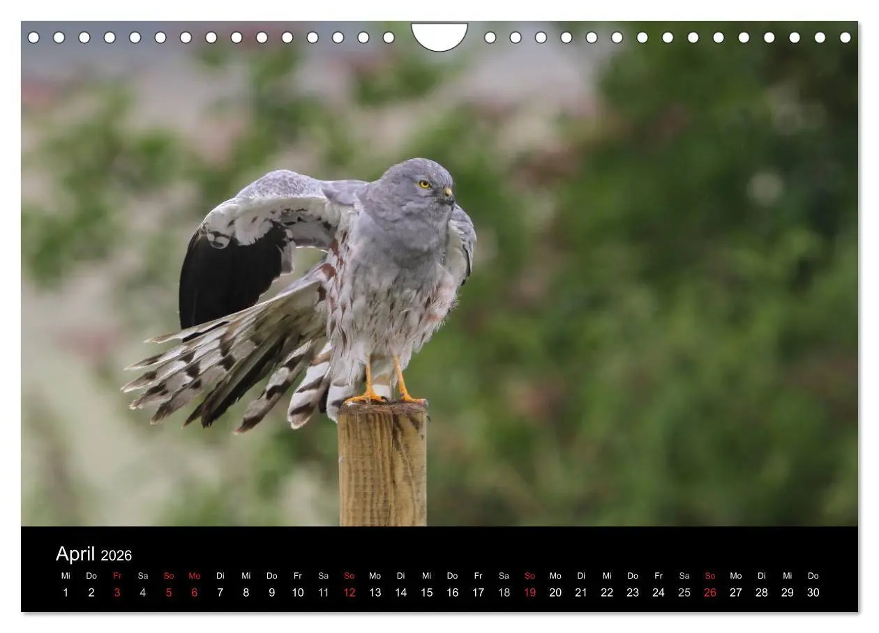 Bild: 9783516128697 | Wiesenweihen in Deutschland (Wandkalender 2026 DIN A4 quer),...