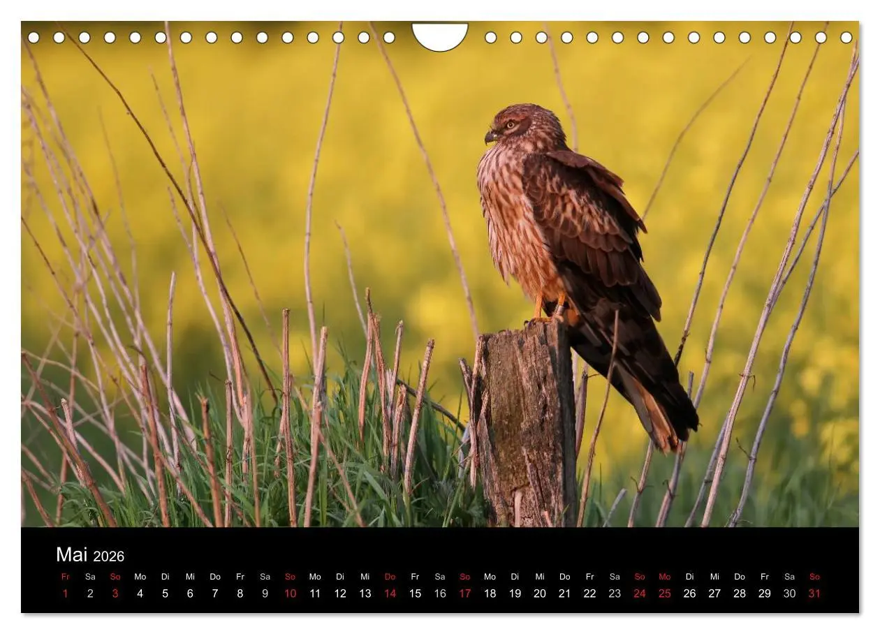 Bild: 9783516128697 | Wiesenweihen in Deutschland (Wandkalender 2026 DIN A4 quer),...