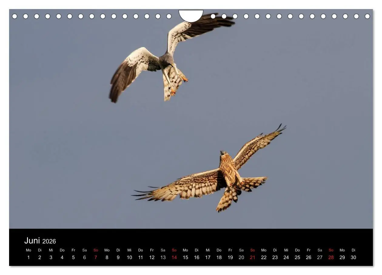 Bild: 9783516128697 | Wiesenweihen in Deutschland (Wandkalender 2026 DIN A4 quer),...