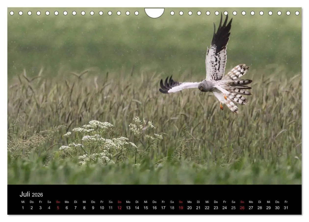 Bild: 9783516128697 | Wiesenweihen in Deutschland (Wandkalender 2026 DIN A4 quer),...