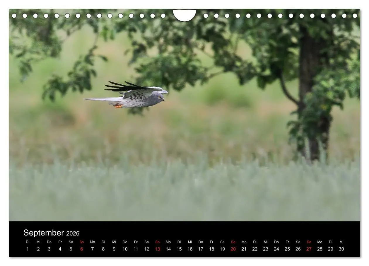 Bild: 9783516128697 | Wiesenweihen in Deutschland (Wandkalender 2026 DIN A4 quer),...