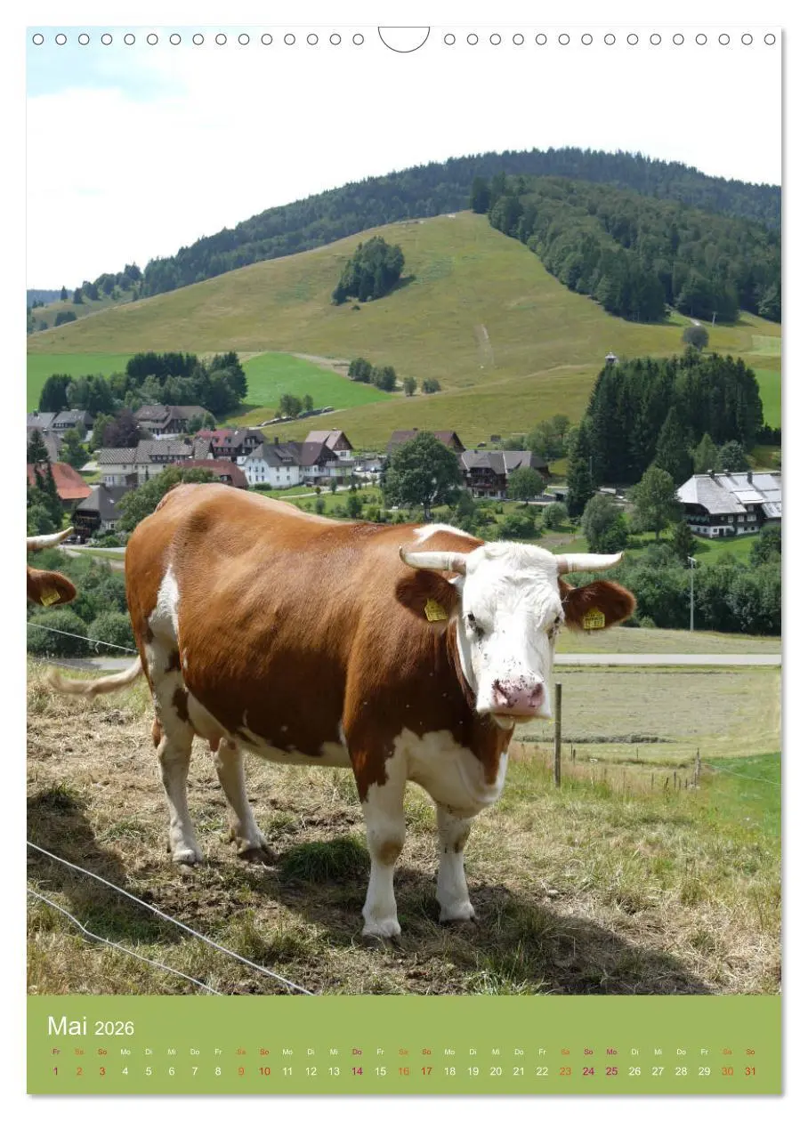 Bild: 9783516438697 | Schwarzwald und Kühe im Hochformat (Wandkalender 2026 DIN A3 hoch),...
