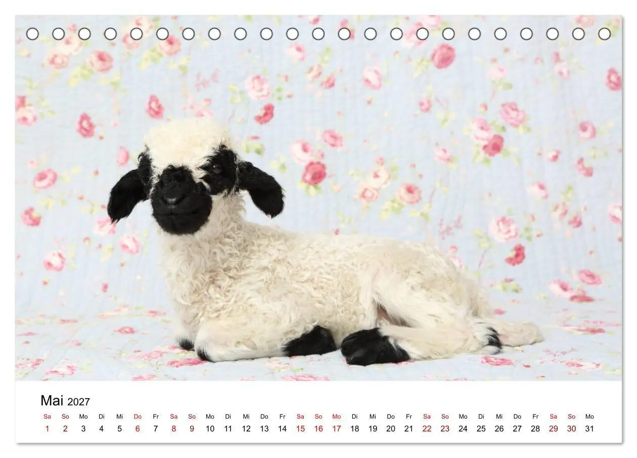 Bild: 9783569748897 | Walliser Schwarznasenschaf Valais Blacknose Sheep (Tischkalender...