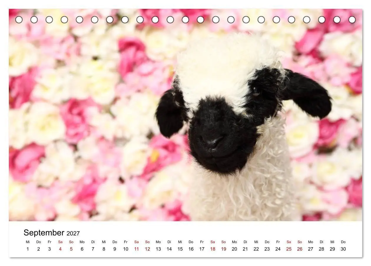 Bild: 9783569748897 | Walliser Schwarznasenschaf Valais Blacknose Sheep (Tischkalender...