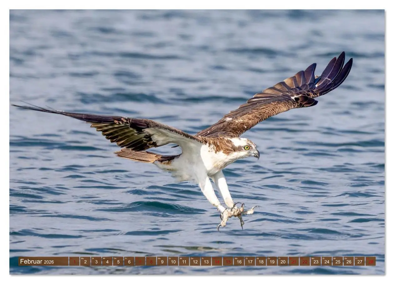 Bild: 9783516609097 | Europas Greifvögel und Eulen (hochwertiger Premium Wandkalender...