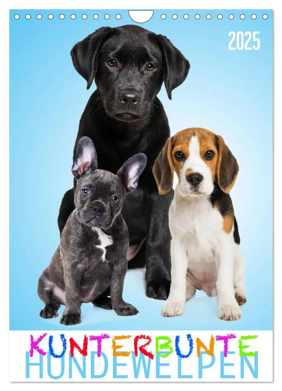 Cover: 9783435969197 | Kunterbunte Hundewelpen (Wandkalender 2025 DIN A4 hoch), CALVENDO...