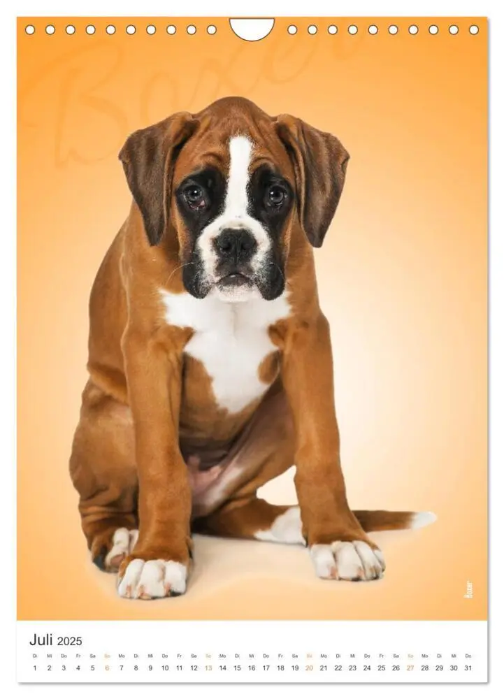Bild: 9783435969197 | Kunterbunte Hundewelpen (Wandkalender 2025 DIN A4 hoch), CALVENDO...