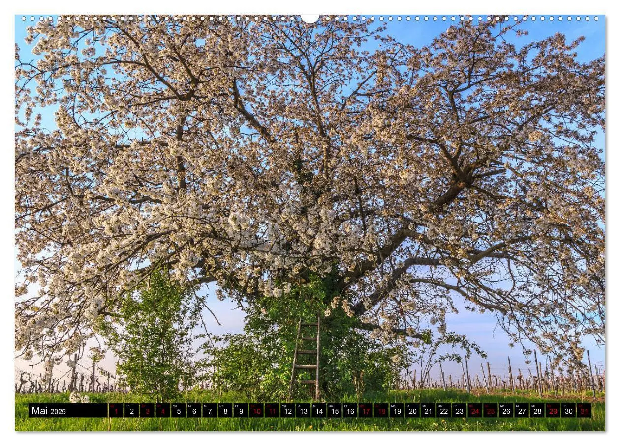 Bild: 9783435409297 | Augenschmaus Pfalz (Wandkalender 2025 DIN A2 quer), CALVENDO...
