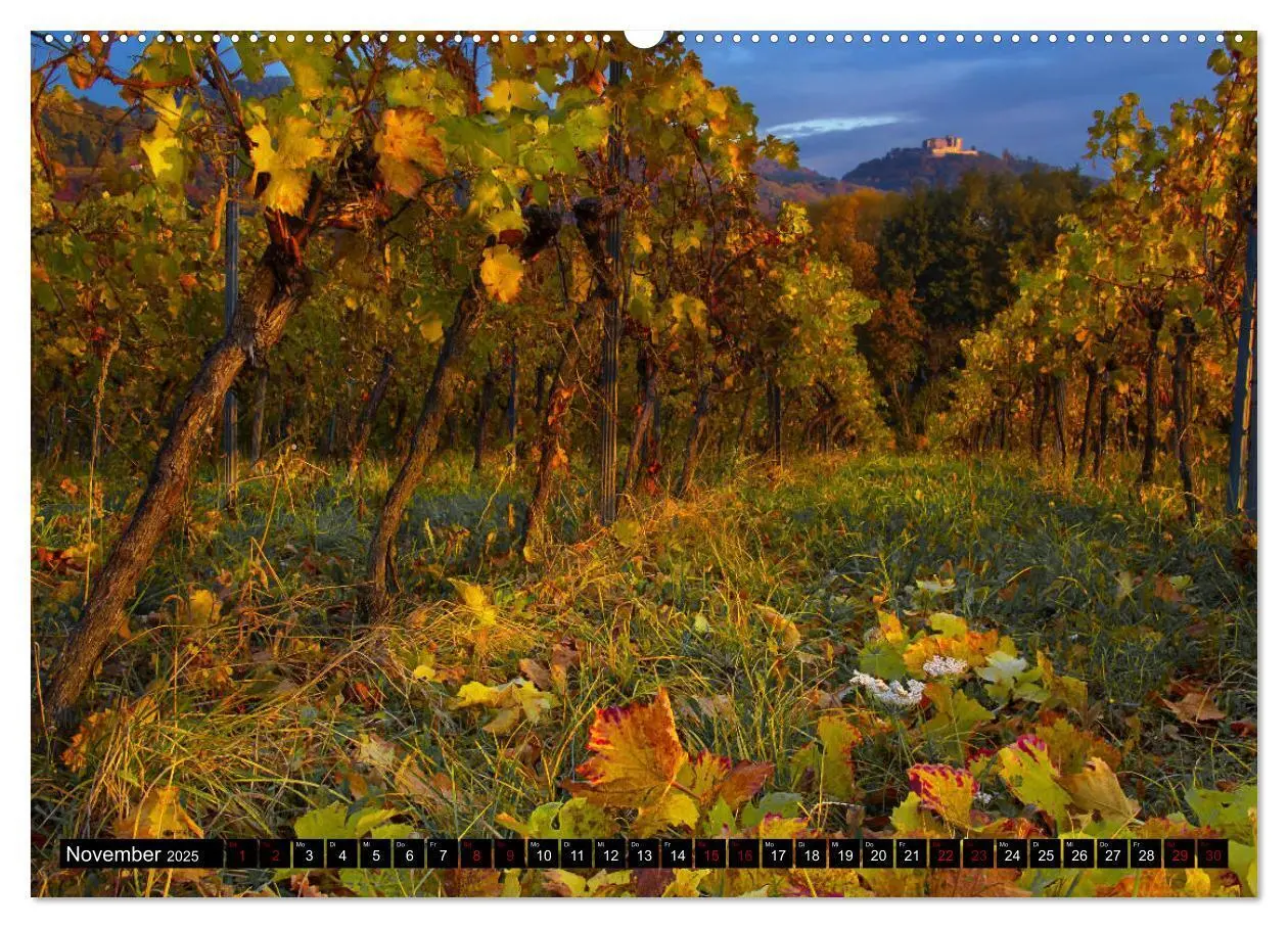 Bild: 9783435409297 | Augenschmaus Pfalz (Wandkalender 2025 DIN A2 quer), CALVENDO...