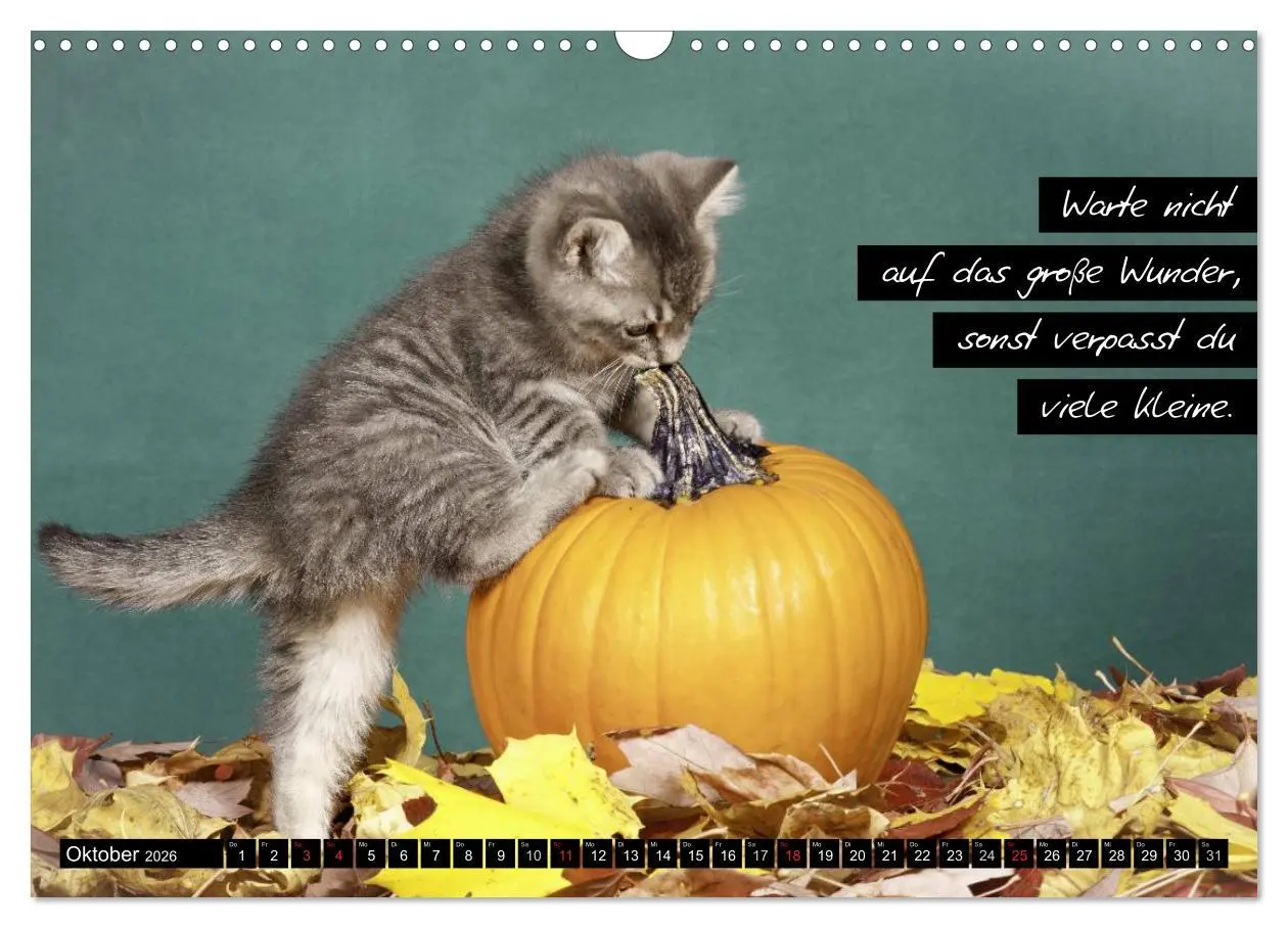 Bild: 9783516069297 | Der "philosophische" Katzenkalender 2026 (Wandkalender 2026 DIN A3...