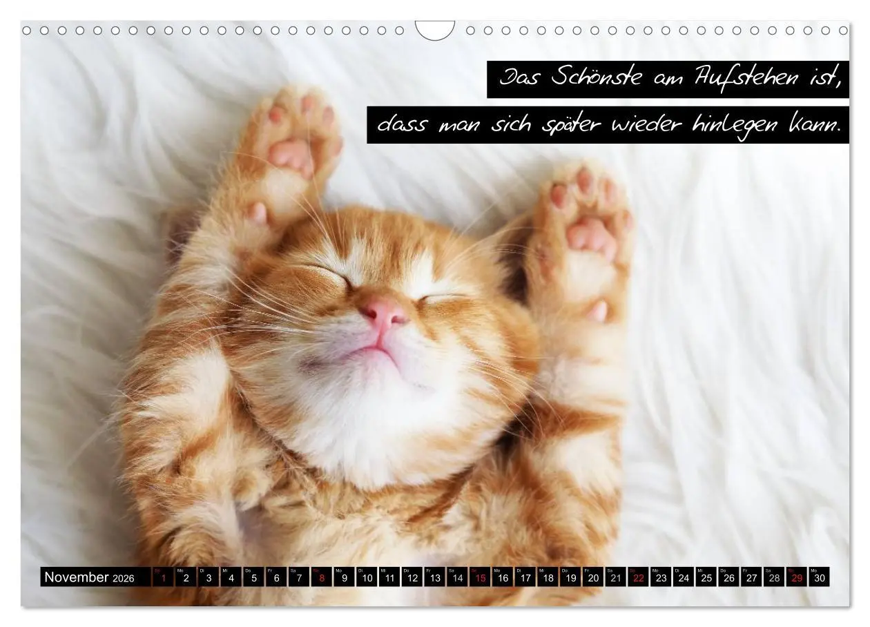 Bild: 9783516069297 | Der "philosophische" Katzenkalender 2026 (Wandkalender 2026 DIN A3...