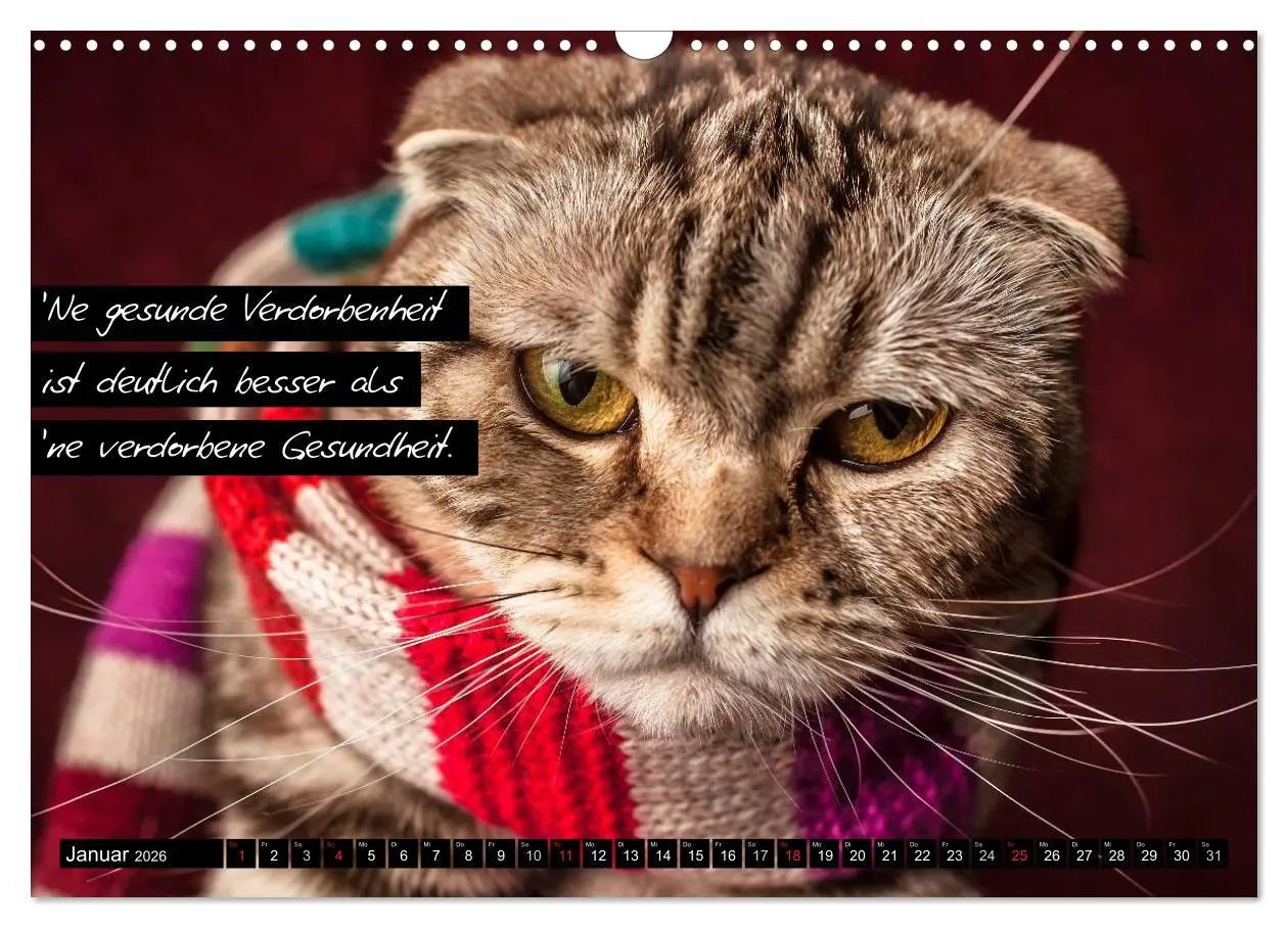 Bild: 9783516069297 | Der "philosophische" Katzenkalender 2026 (Wandkalender 2026 DIN A3...