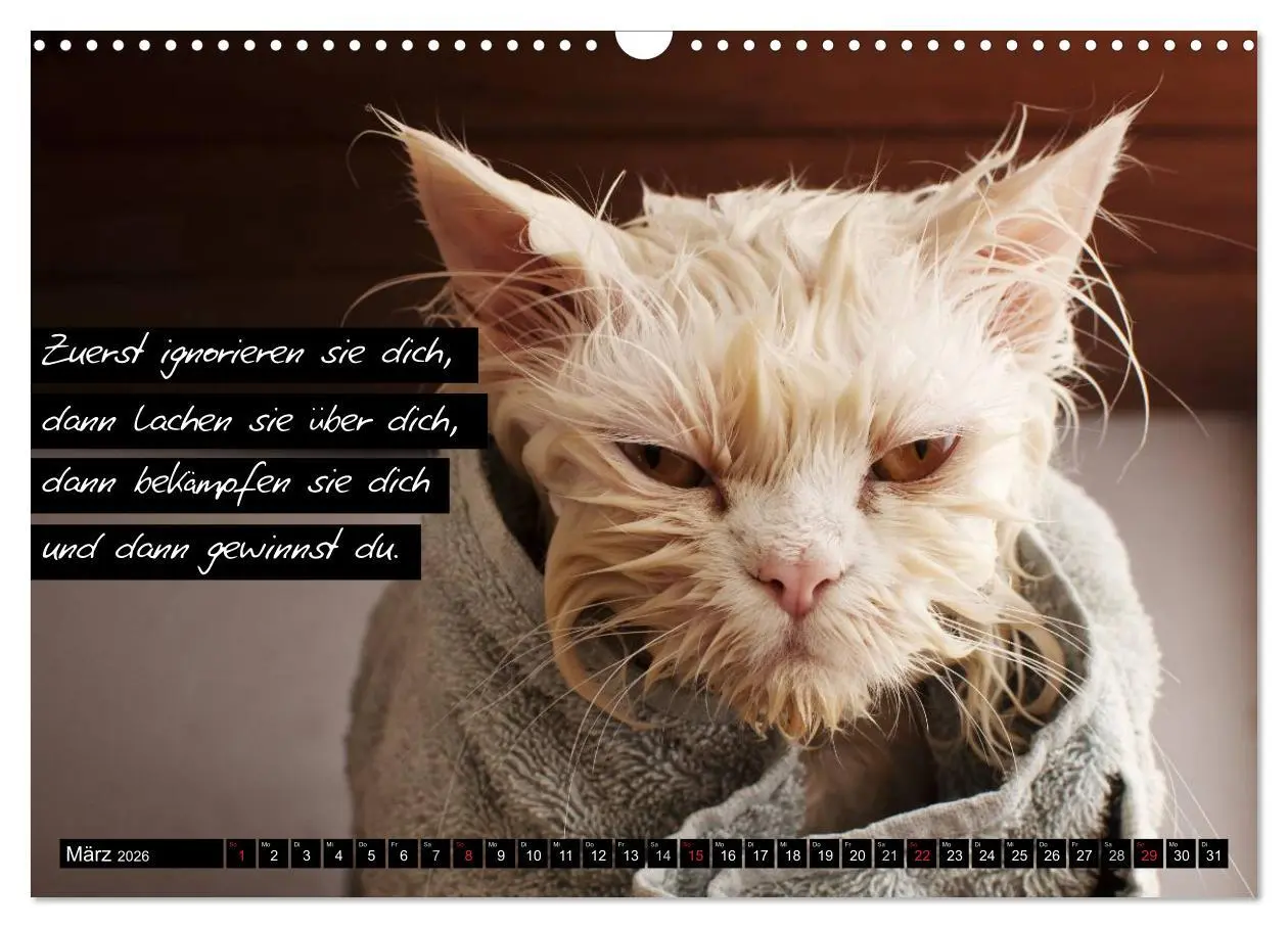 Bild: 9783516069297 | Der "philosophische" Katzenkalender 2026 (Wandkalender 2026 DIN A3...