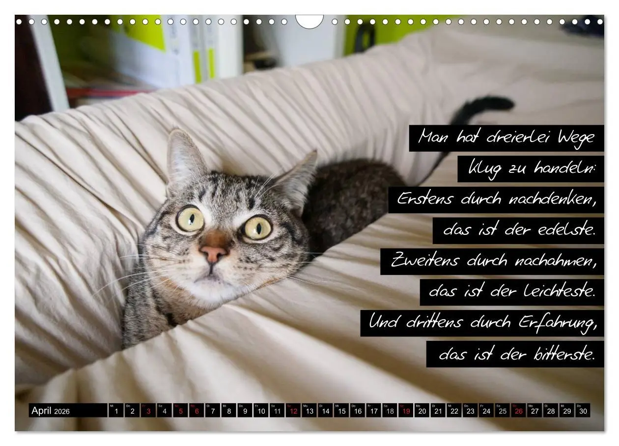 Bild: 9783516069297 | Der "philosophische" Katzenkalender 2026 (Wandkalender 2026 DIN A3...