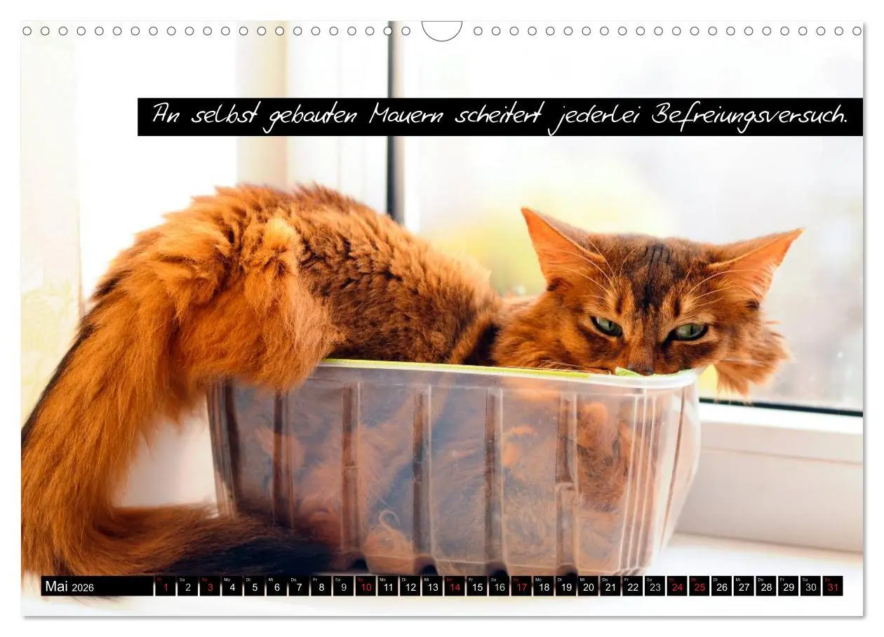 Bild: 9783516069297 | Der "philosophische" Katzenkalender 2026 (Wandkalender 2026 DIN A3...
