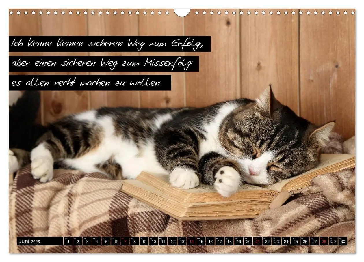 Bild: 9783516069297 | Der "philosophische" Katzenkalender 2026 (Wandkalender 2026 DIN A3...
