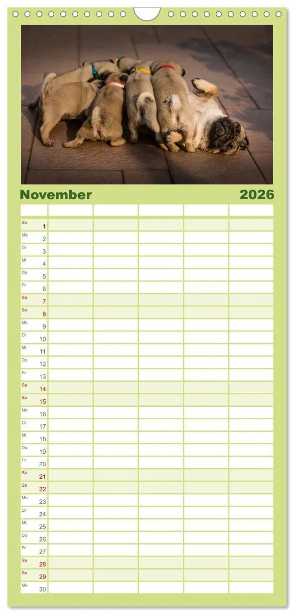 Bild: 9783516519297 | Familienplaner 2026 - Mopswelpen mit 5 Spalten (Wandkalender, 21 x...
